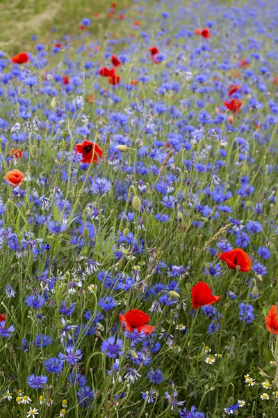Mavi Çiçekli Kırmızı Gelincik Çiçekli Çayır — Stok fotoğraf