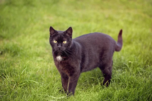 Black Cat White Spot Standing Fresh Green Grass — Stock Photo, Image