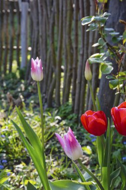 Taşra bahçesindeki laleler kırsal ahşap çitleri aşıyor