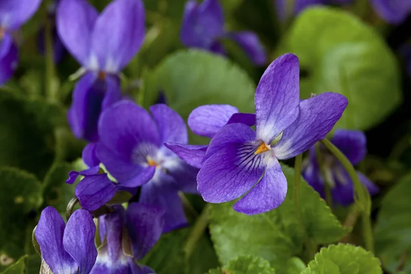 Gros Plan Jolies Petites Fleurs Violettes Une Fleur Traditionnelle Début — Photo