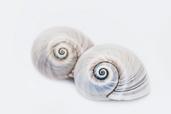 Close Two Beautiful Sharks Eye Seashells — стоковое фото