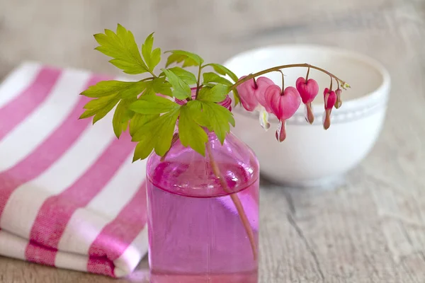 Kanayan Kalp Çiçeği Amprocapnos Spectabilis Haşhaş Familyasının Çiçek Açan Bitkisi — Stok fotoğraf