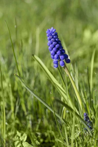 Egyetlen Kék Szőlő Jácint Virág Zöld Füvön Tökéletes Egy Üdvözlő — Stock Fotó