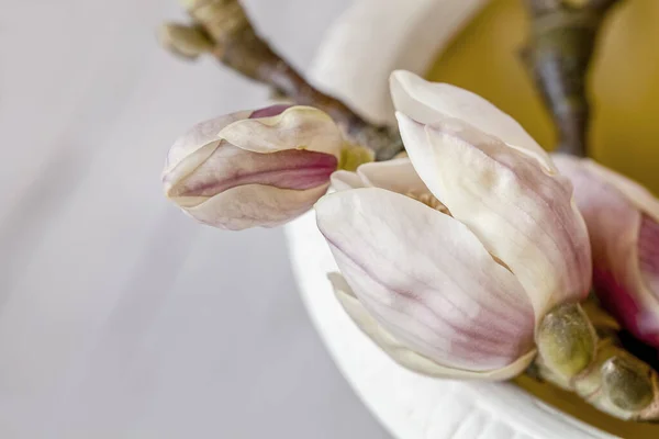 Roze magnolia bloem close up — Stockfoto
