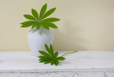 Yeşil lupin yapraklı ve vazolu bir hayat