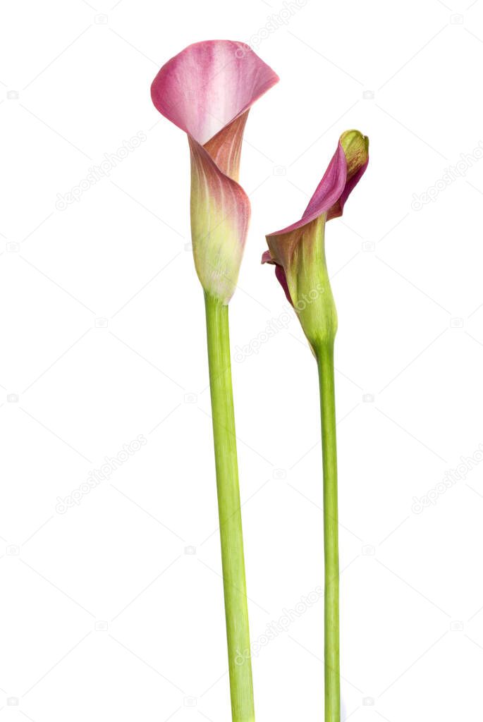 lovely pink calla flowers on white background