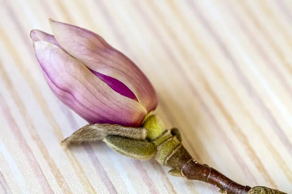 Gros Plan Fleur Magnolia Rose Sur Fond Rayé — Photo