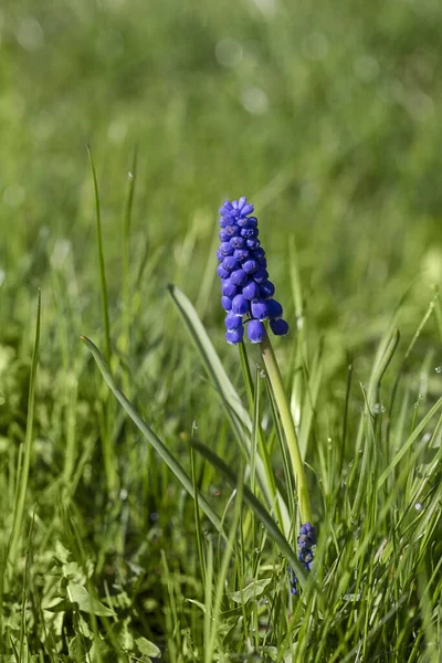 Один Синий Виноград Гиацинт Цветок Зеленой Траве Идеально Подходит Поздравительной — стоковое фото