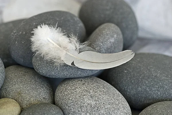 Delicate Feather Close Smooth Grey Pebble — Stock Photo, Image
