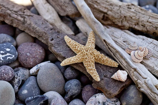 Plaża Martwa Natura Kamykiem Dryfującym Drewnem Rozgwiazdy Idealny Kartkę Życzeniami — Zdjęcie stockowe