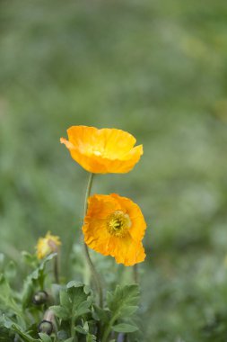 Sarı turuncu gelincik çiçeği bir yaz günü, tebrik kartı, hediye paketi ya da takvim projesi için mükemmel.