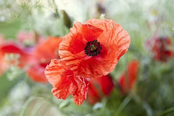 Fleurs Pavot Délicates Lumière Douce Été — Photo