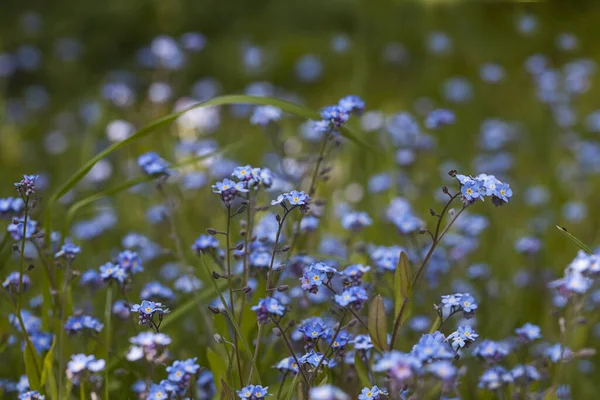 Minúsculas Flores Olvido Con Luz Solar Primavera Perfectas Para Una — Foto de Stock