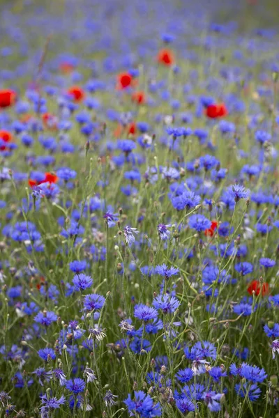 Λιβάδι Μπλε Άνθη Καλαμποκιού Και Κόκκινα Άνθη Παπαρούνας — Φωτογραφία Αρχείου