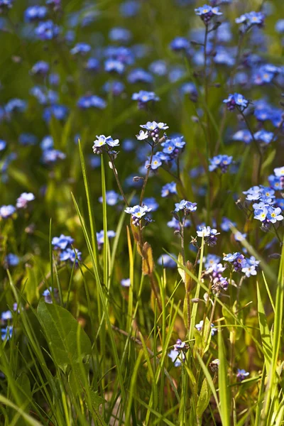 Winzige Kleine Vergissmeinnicht Blumen Mit Sonnenlicht Frühling Perfekt Für Eine — Stockfoto