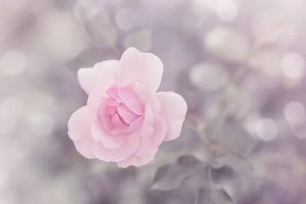 Pastellrosa Gartenrose Mit Unscharfem Hintergrund Perfekt Für Eine Grußkarte Geschenkschachtel — Stockfoto