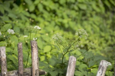 Eski ahşap çitlerin üzerinde vahşi maydanoz, açık bir günde bahçemde yakalanmış, tebrik kartı, hediye kutusu veya takvim resmi için mükemmel.