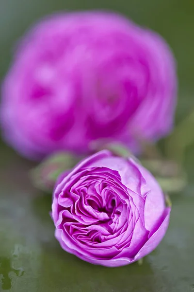 Zblízka Krásné Pastelové Růžové Zahradní Růže Ideální Pro Blahopřání Dárkové — Stock fotografie