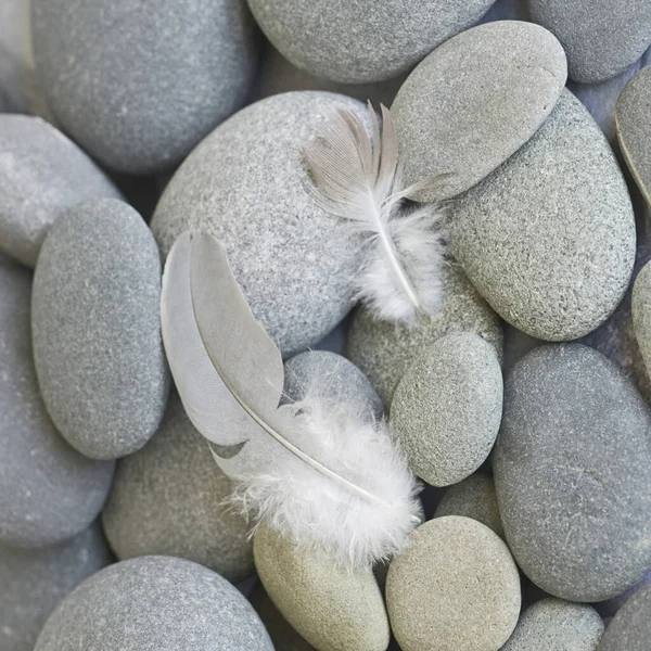 Delicate Feather Close Smooth Grey Pebble — Stock Photo, Image