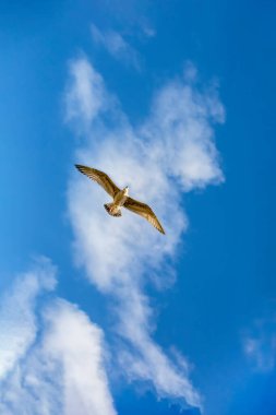 Mavi gökyüzünde beyaz bulutlu martı