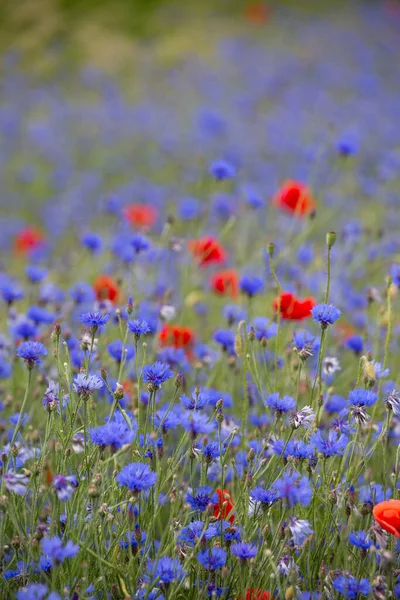 Prado Con Acianos Azules Flores Amapola Roja Perfecto Para Una —  Fotos de Stock