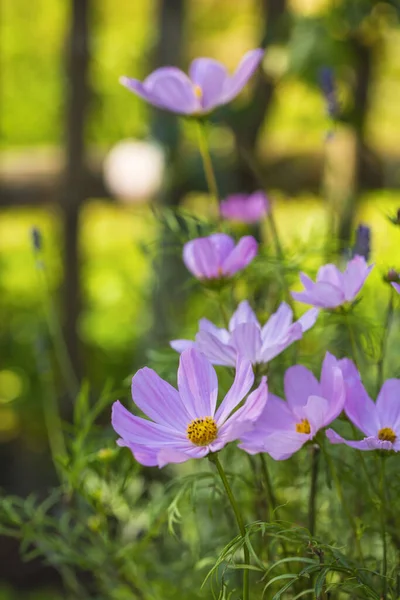 Close Delicate Pink Cosmea Flowers Old Wooden Fence Country Garden — Stock Photo, Image