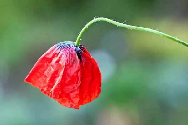 赤いケシの花が閉じて — ストック写真