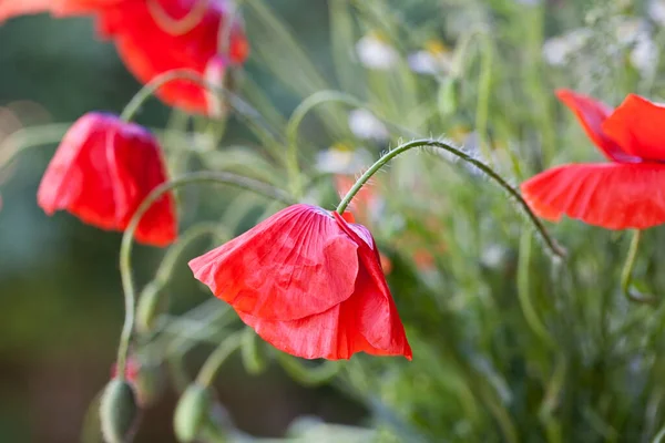 Röda vallmo blommor närbild — Stockfoto