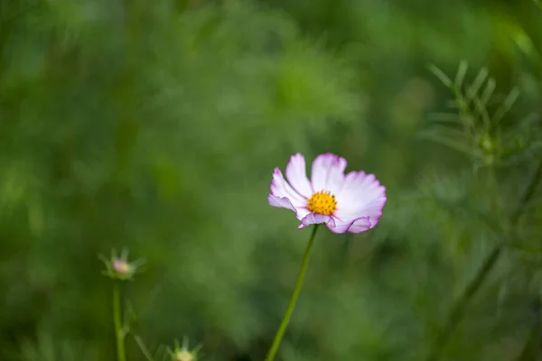 Cosmea Sommerblumen in einem Landgarten — Stockfoto