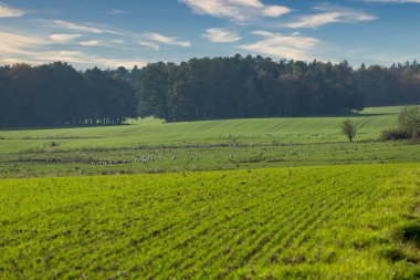 Almanya 'nın kuzeydoğusunda Mecklenburg-Vorpommern' de Baltık Denizi kıyısında vinçleri olan bir alan.