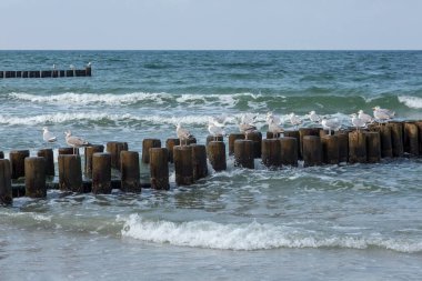 Martılarla Baltık Denizi sahil sahili izlenimleri, Almanya 'nın kuzeydoğusundaki Mecklenburg-Vorpommern' de seyahat noktası.