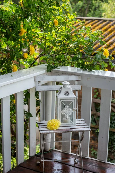 Schöne Gelbe Blüten Einer Alten Kletterrose Und Vintage Laterne Perfekt — Stockfoto