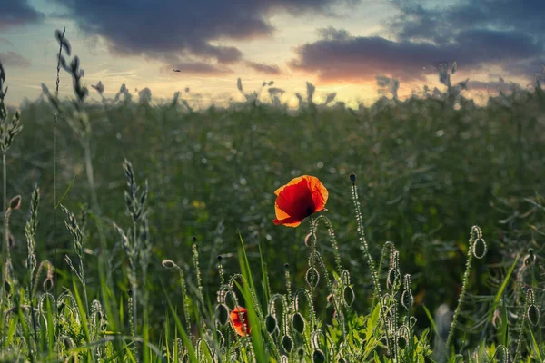 Kluiten Van Papaverbloem Een Landelijk Landschap Noord Duitsland Perfect Voor — Stockfoto