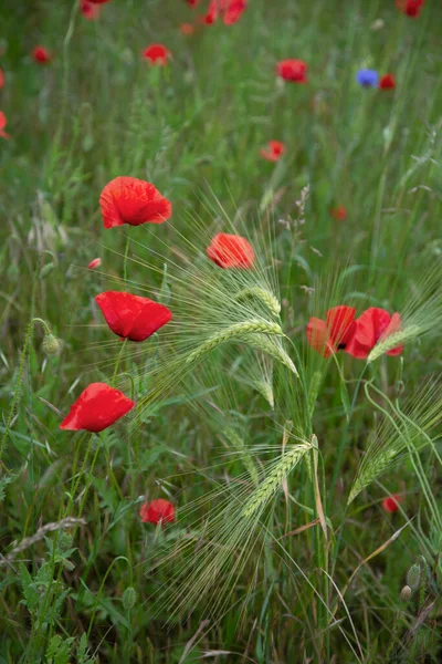 Poppy Bloemenveld Een Zomerdag Perfect Voor Een Wenskaart Kadozakje Kalenderafbeelding — Stockfoto