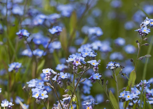 Minuscoli Fiorellini Non Dimenticare Con Luce Del Sole Primavera Perfetti — Foto Stock