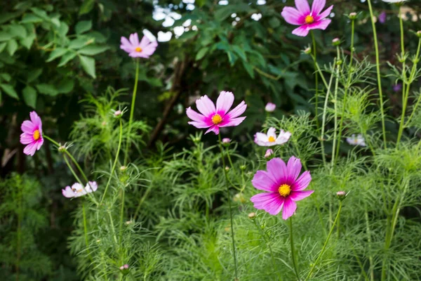 Sommerblumen Eingefangen Meinem Landgarten Einem Klaren Tag Perfekt Für Eine — Stockfoto