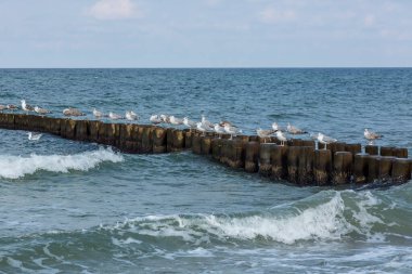 Martılarla Baltık Denizi sahil sahili izlenimleri, Almanya 'nın kuzeydoğusundaki Mecklenburg-Vorpommern' de seyahat noktası.