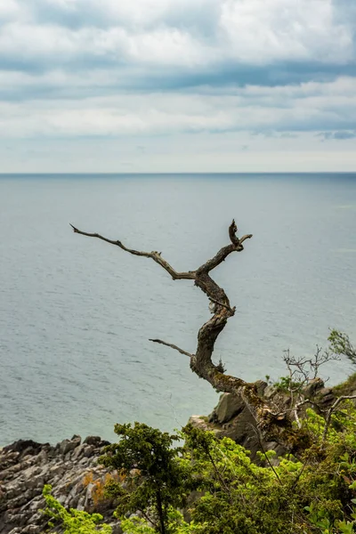 Impresión Del Mar Báltico Con Solo Árbol Acantilado Viendo Océano — Foto de Stock