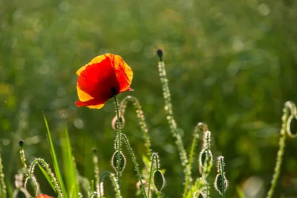 Chiudi Fiore Papavero Paesaggio Rurale Nel Nord Della Germania Perfetto — Foto Stock