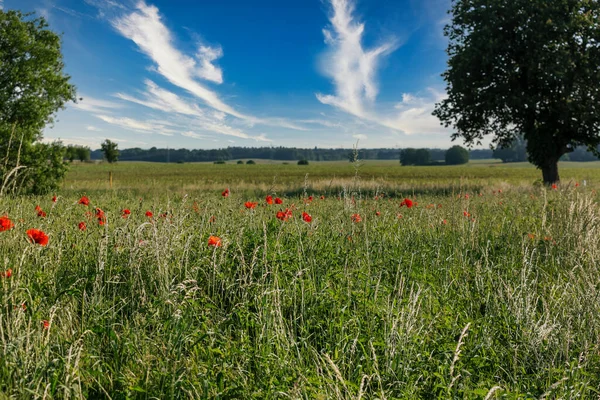 Campo Fiori Papavero Paesaggio Rurale Nel Nord Della Germania Perfetto — Foto Stock