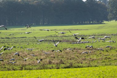 Almanya 'nın kuzeydoğusunda Mecklenburg-Vorpommern' de Baltık Denizi kıyısında vinçleri olan bir alan.