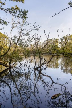 Yalnız orman gölü, bir doğa koruma alanında. Danimarka 'nın Bornholm adasına yaptığı gezide yakalandı.