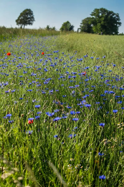 Kuzey Almanya 'da kırsal bir bölgede çiçek ve çiçek tarlası olan çayır, tebrik kartı, hediye paketi veya takvim resmi için mükemmel.