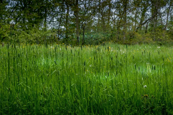 Érintetlen Természet Friss Zöld Elfogták Természetvédelmi Dán Sziget Bornholm — Stock Fotó