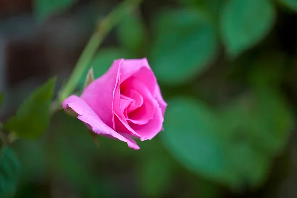 Růžová zahrada růže zavřít — Stock fotografie