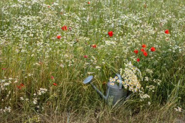 Yaban Çiçeği Teneke Kutuyla Hayat