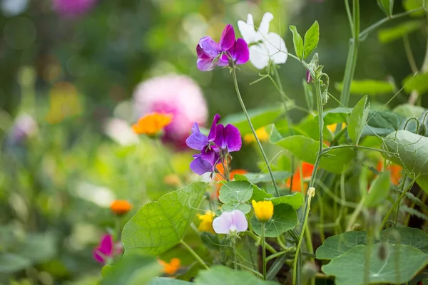 乡村花园的夏日花朵 — 图库照片