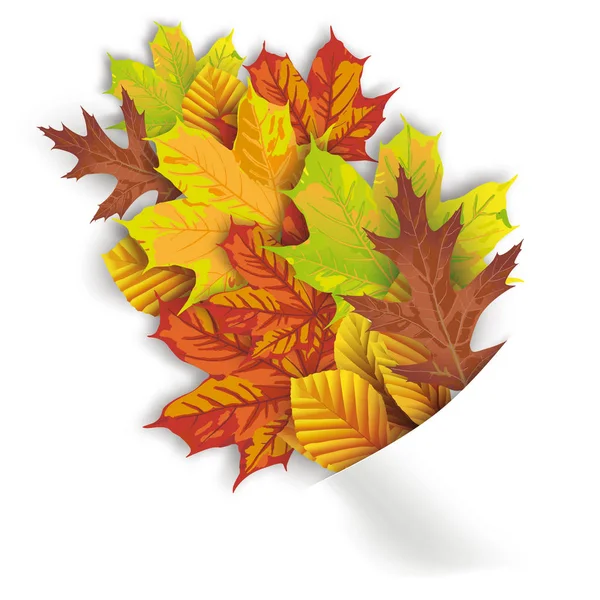 Autumn foliage on the white — Stock Vector