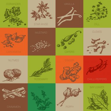 Baharat elle çizilmiş vektör Icon set
