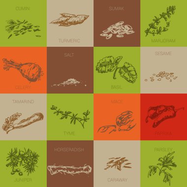 Elle çizilmiş doğal baharat.